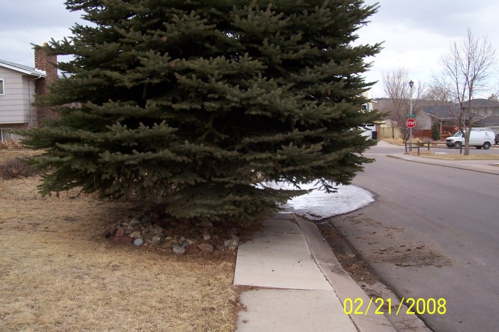 When to plant a tree in colorado