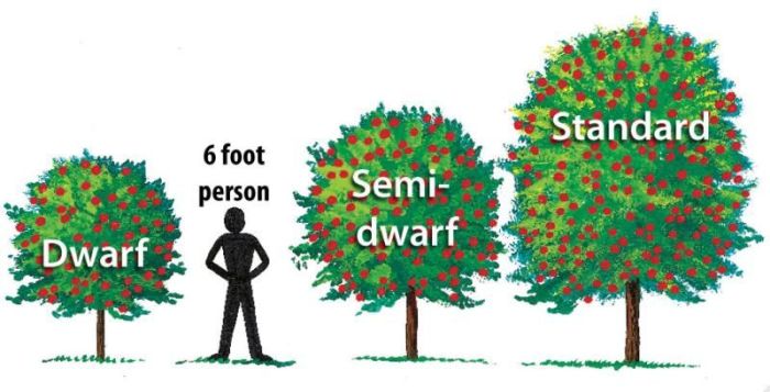 How far apart plant peach trees