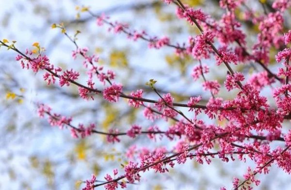 Plant a redbud tree