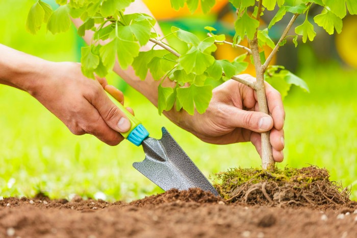 Plant a tree in someone's memory