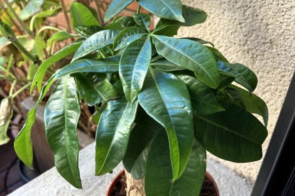 Money tree indoor or outdoor plant