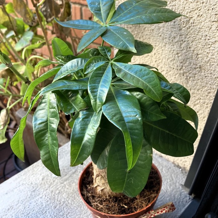 Money tree indoor or outdoor plant