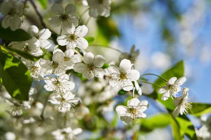 When to plant apricot trees