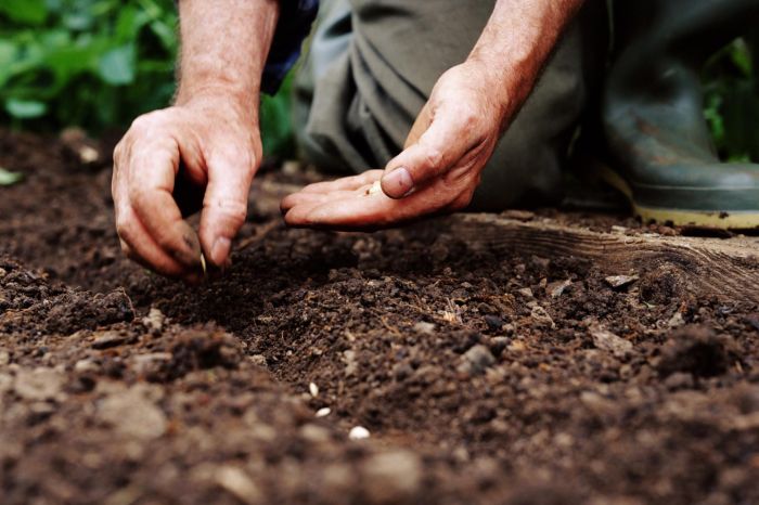 Plant seed and water verse