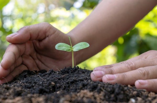 Plant a tree in someone's memory