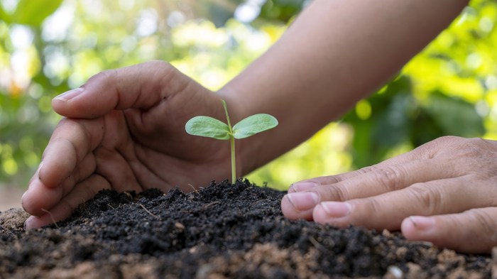 Plant a tree in someone's memory