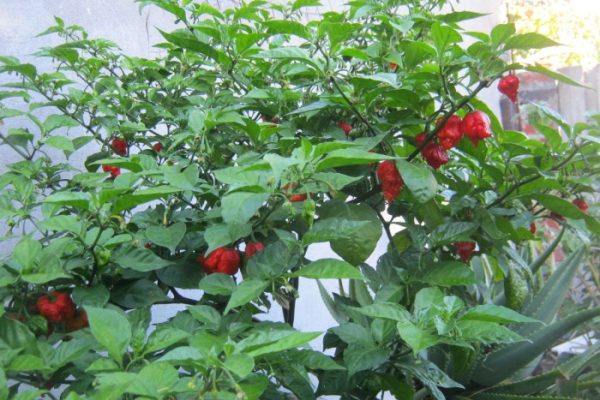 Carolina reaper plant seeds