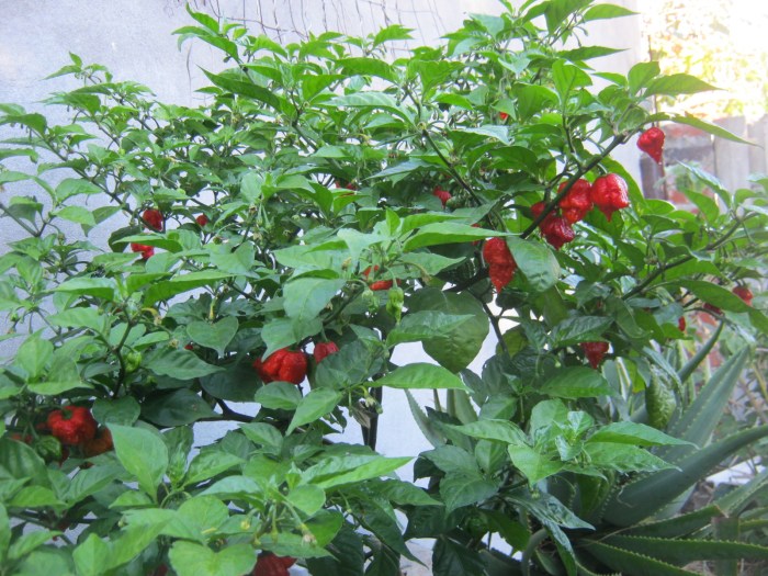 Carolina reaper plant seeds