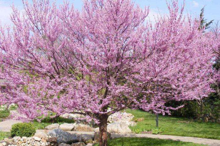 When to plant a tree in colorado