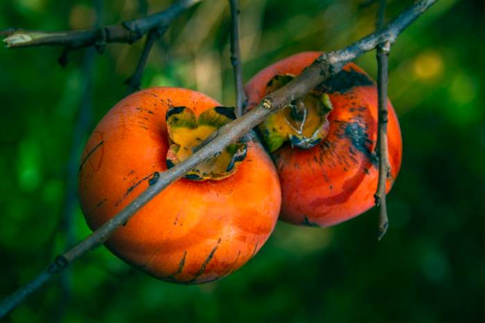 How to plant persimmon seeds