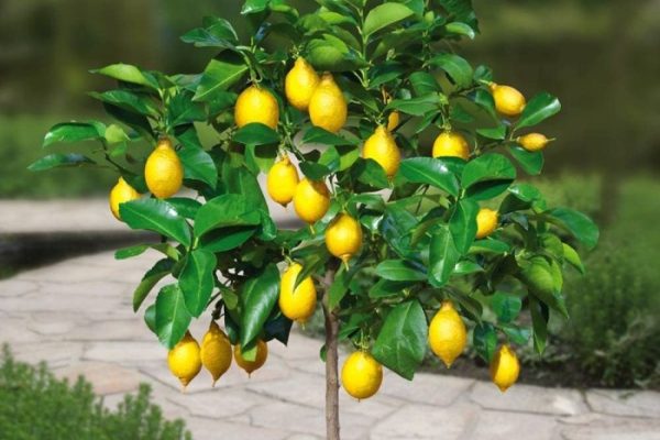 Lemon tree plant near me