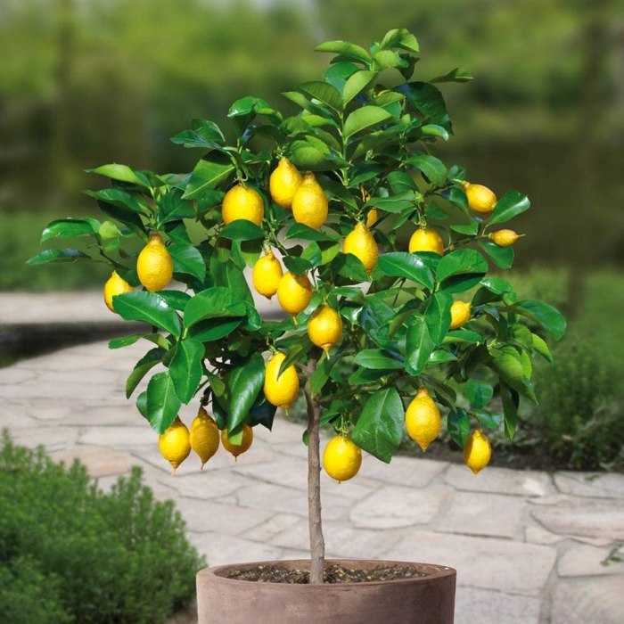 Lemon tree plant near me