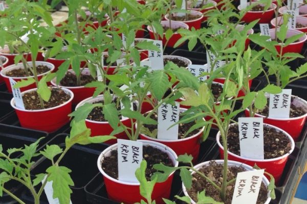 Tomato tree plant for sale