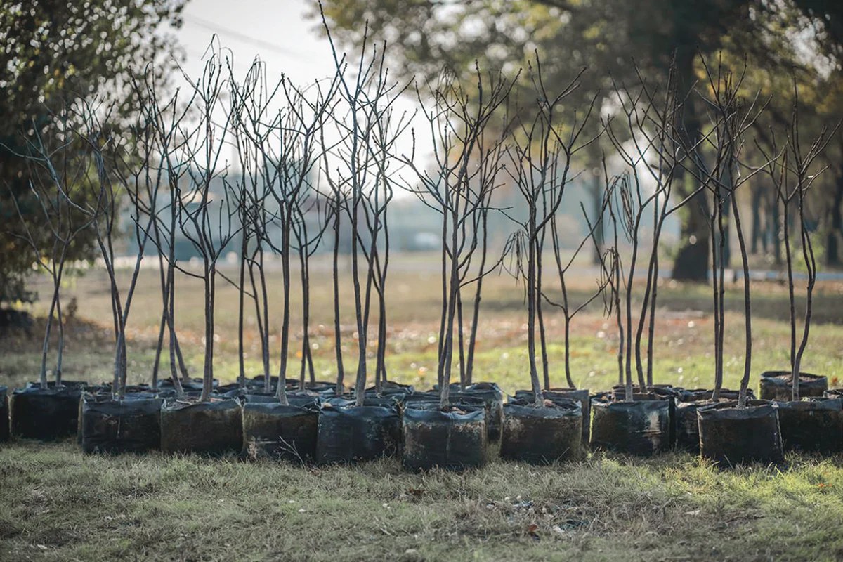 Can i plant trees in winter