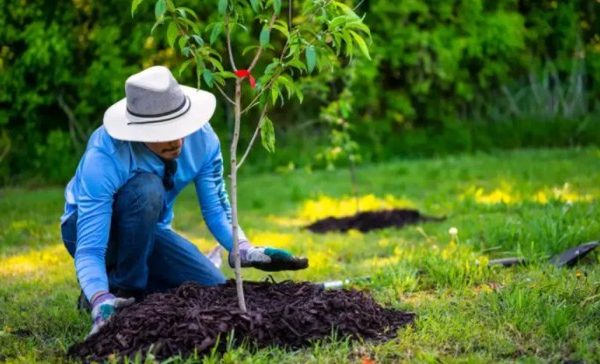 What time of year to plant trees