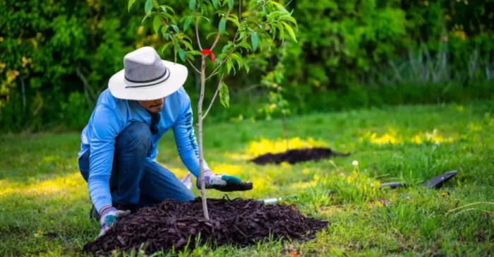 What time of year to plant trees