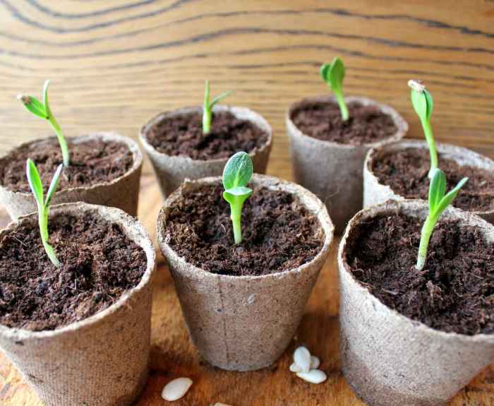 How to plant a pumpkin seed