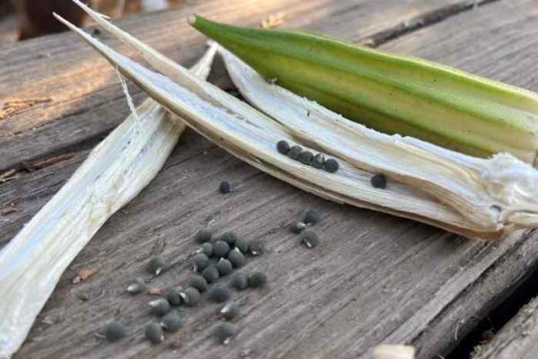 Okra plant harvesting charismaticplanet companion harvest rotation