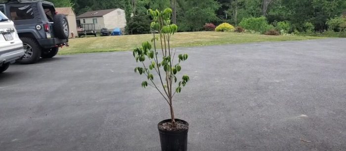 How far apart to plant dogwood trees