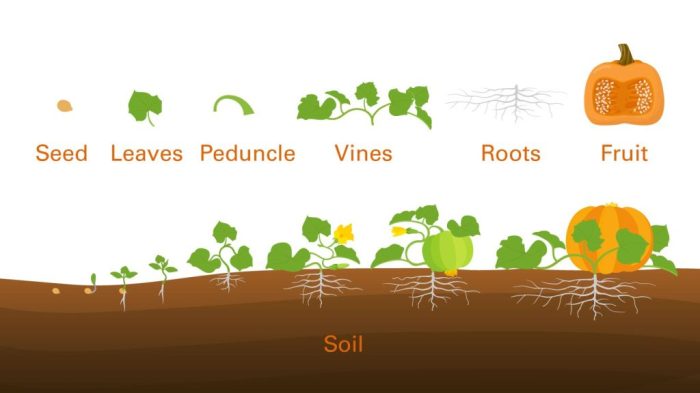 When should you plant a pumpkin seed