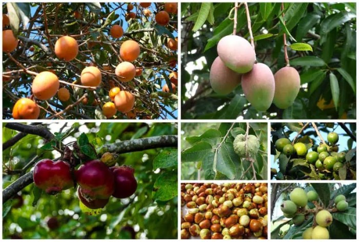 When to plant fruit trees in california