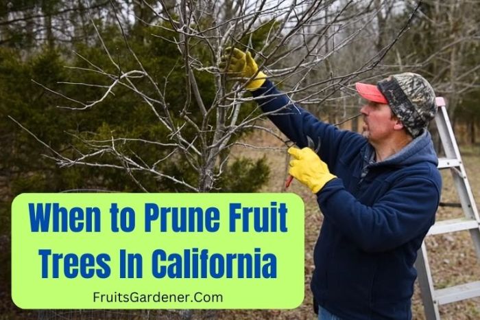 When to plant fruit trees in california