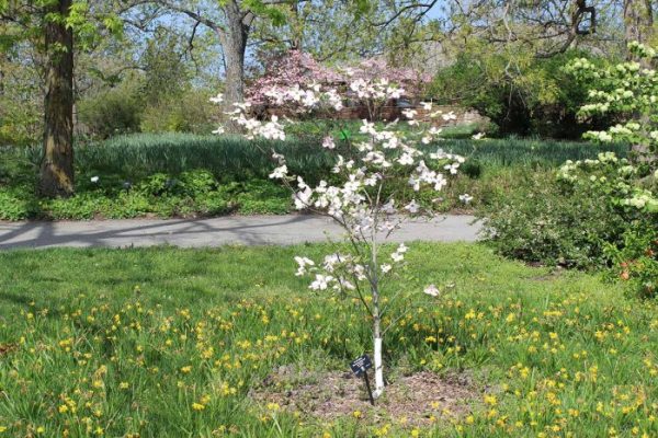 How far apart to plant dogwood trees