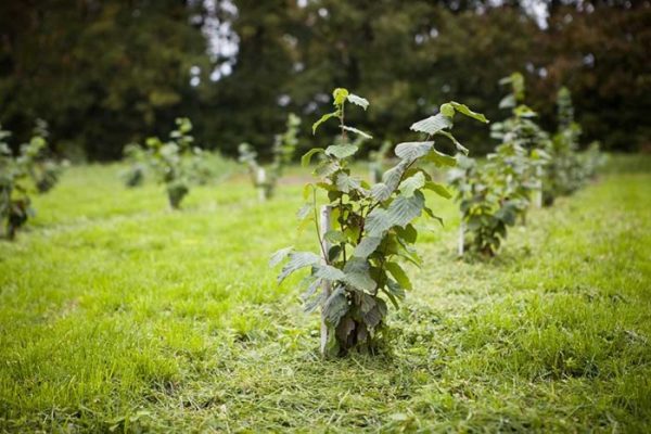 Hazel hazelnuts shrub tree fruit leaves branch nut harvesting nuts chipmunks blond sought delicious its green after pruning