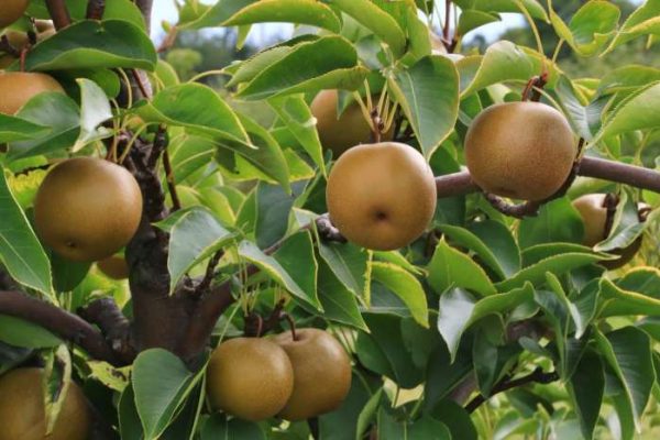 How to plant asian pear tree