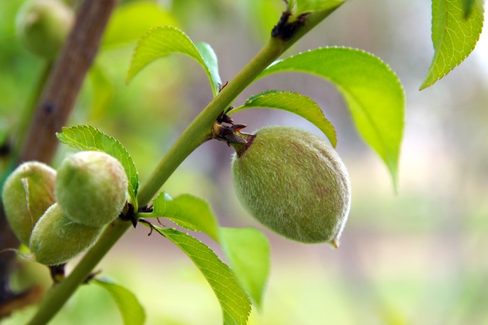 How to plant a nectarine tree