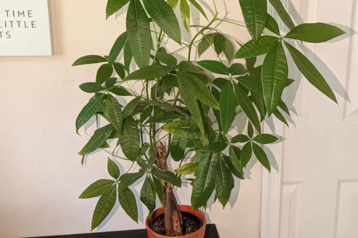 Money tree indoor or outdoor plant