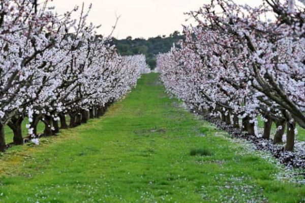 When to plant apricot trees