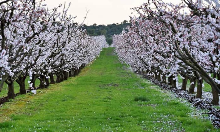 When to plant apricot trees