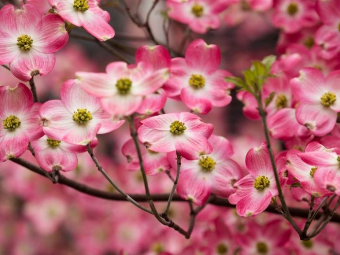 Dogwood tree trees transplanting flowering dogwoods when white transplant wood planting move native ornamental gardeningknowhow do visit leaves planted