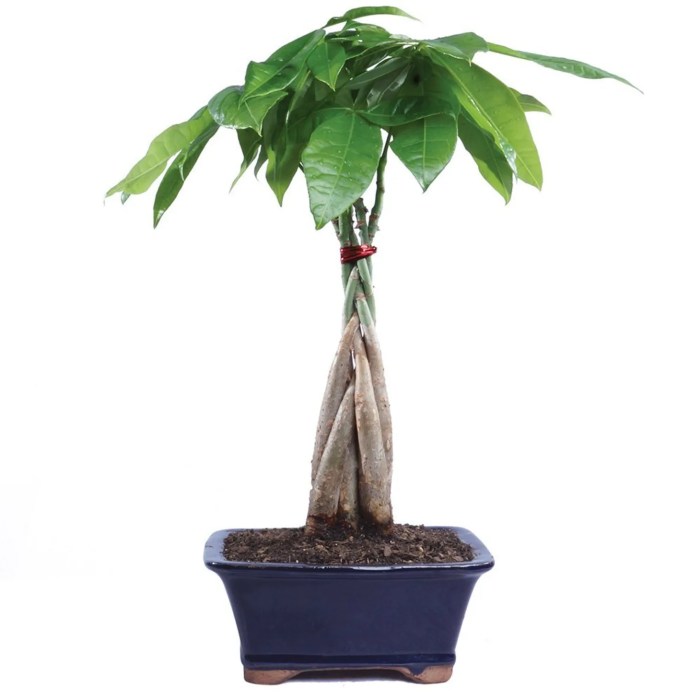 Money tree indoor or outdoor plant