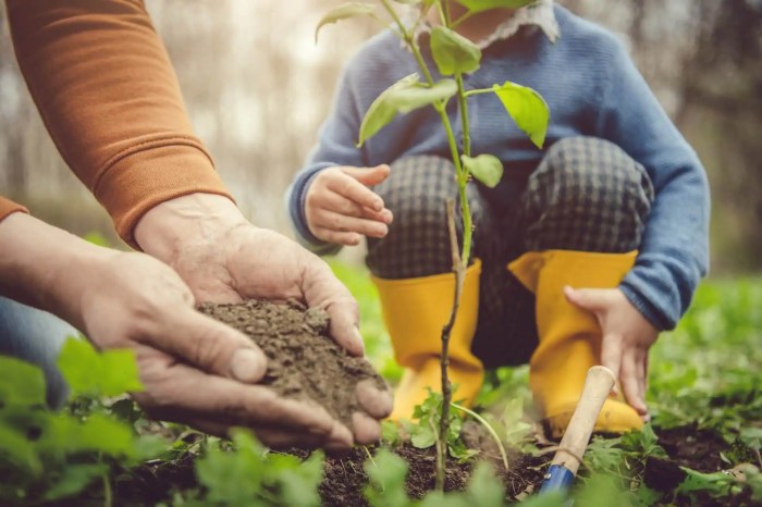 How to plant tree saplings