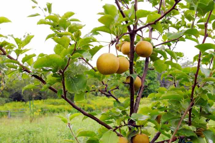 How to plant asian pear tree