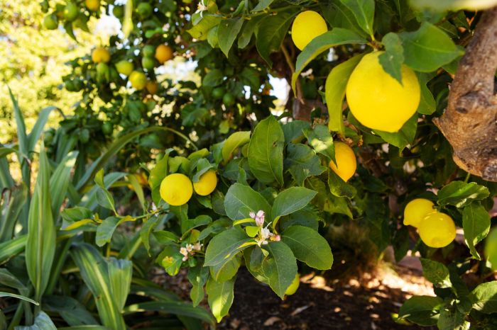 Lemon tree plant near me