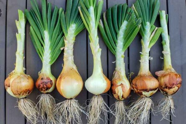 How to plant onion seeds