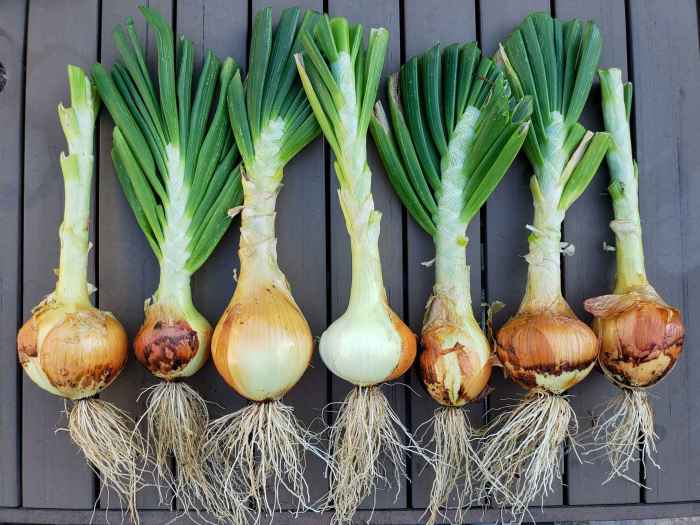 How to plant onion seeds