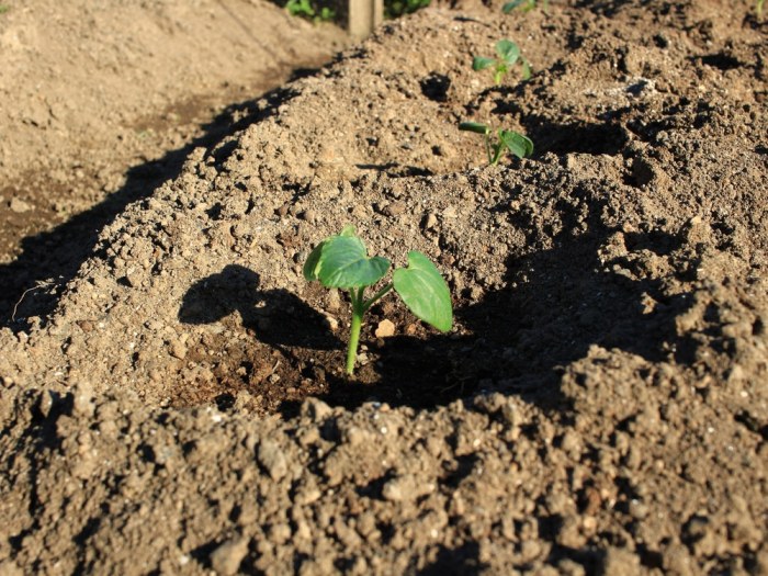 How to plant okra seeds