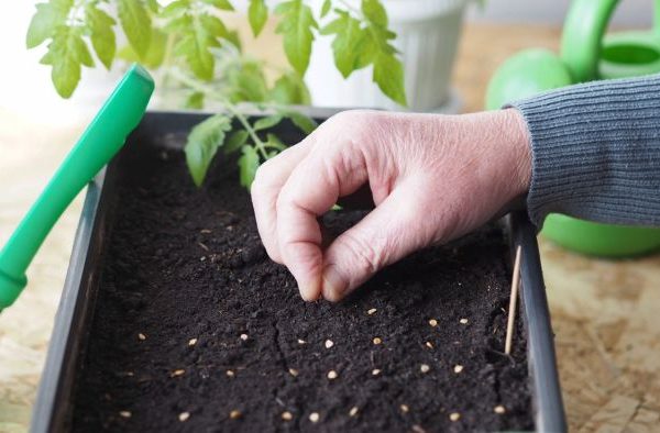 Seedlings planting