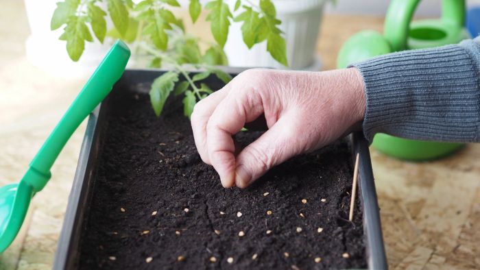 Seedlings planting