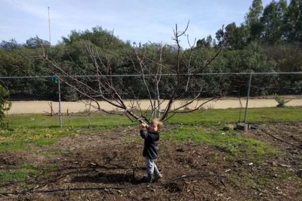 Sprinklers alder harvest yardposts gregalder