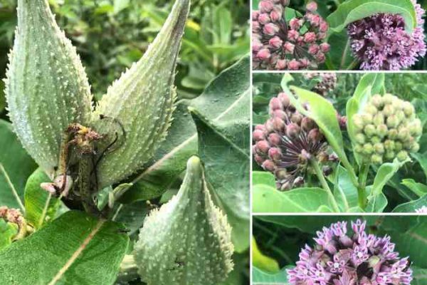 When to plant milkweed seeds