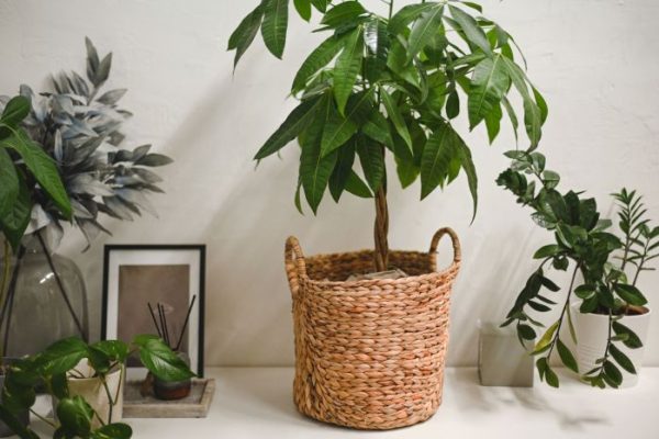 Propagate money tree plant