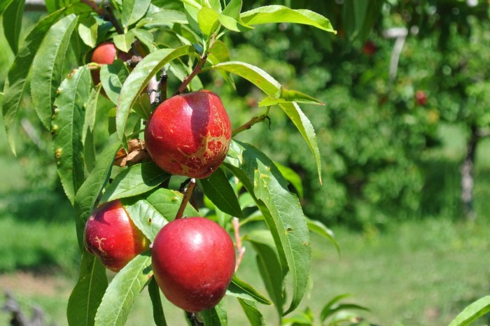 How to plant a nectarine tree