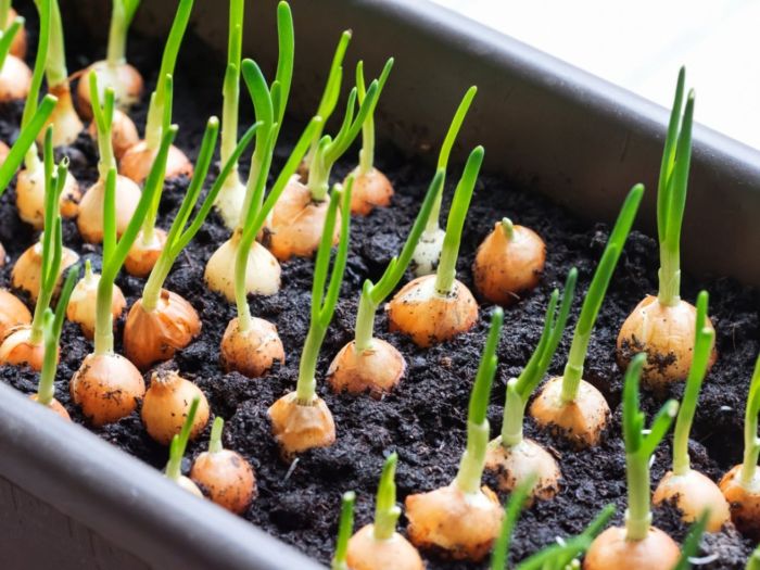 How to plant onion seeds