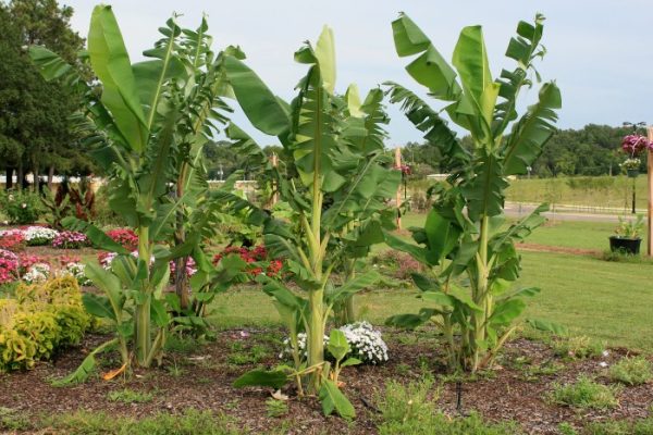 Banana tree or plant