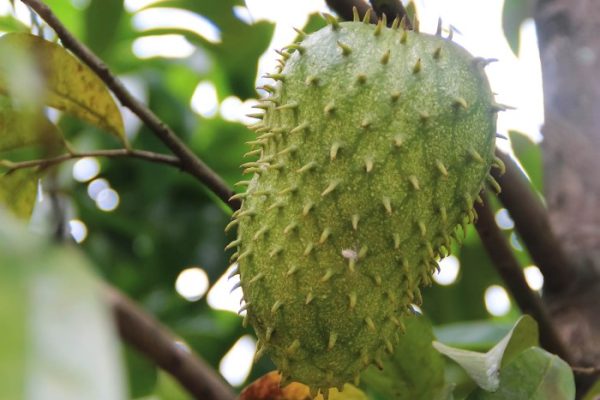 How to plant a soursop tree